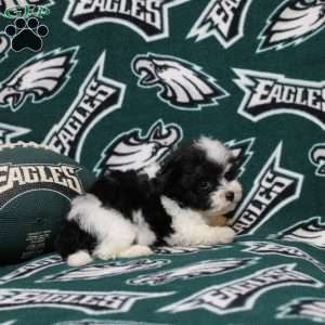 Olivia, Maltipoo Puppy